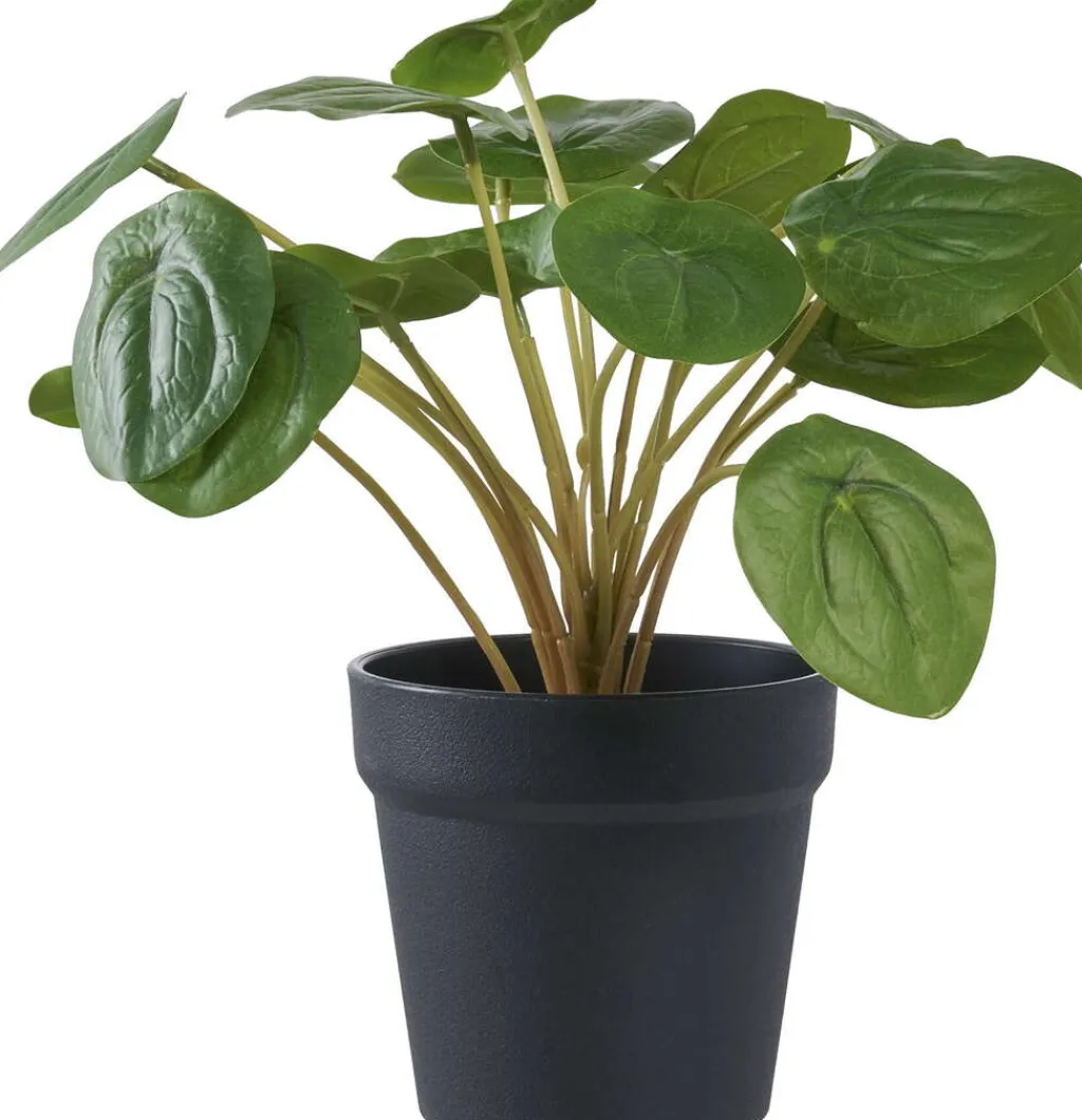 House Nordic Stue > Kunstig Pelia Plante H28 cm, Grøn