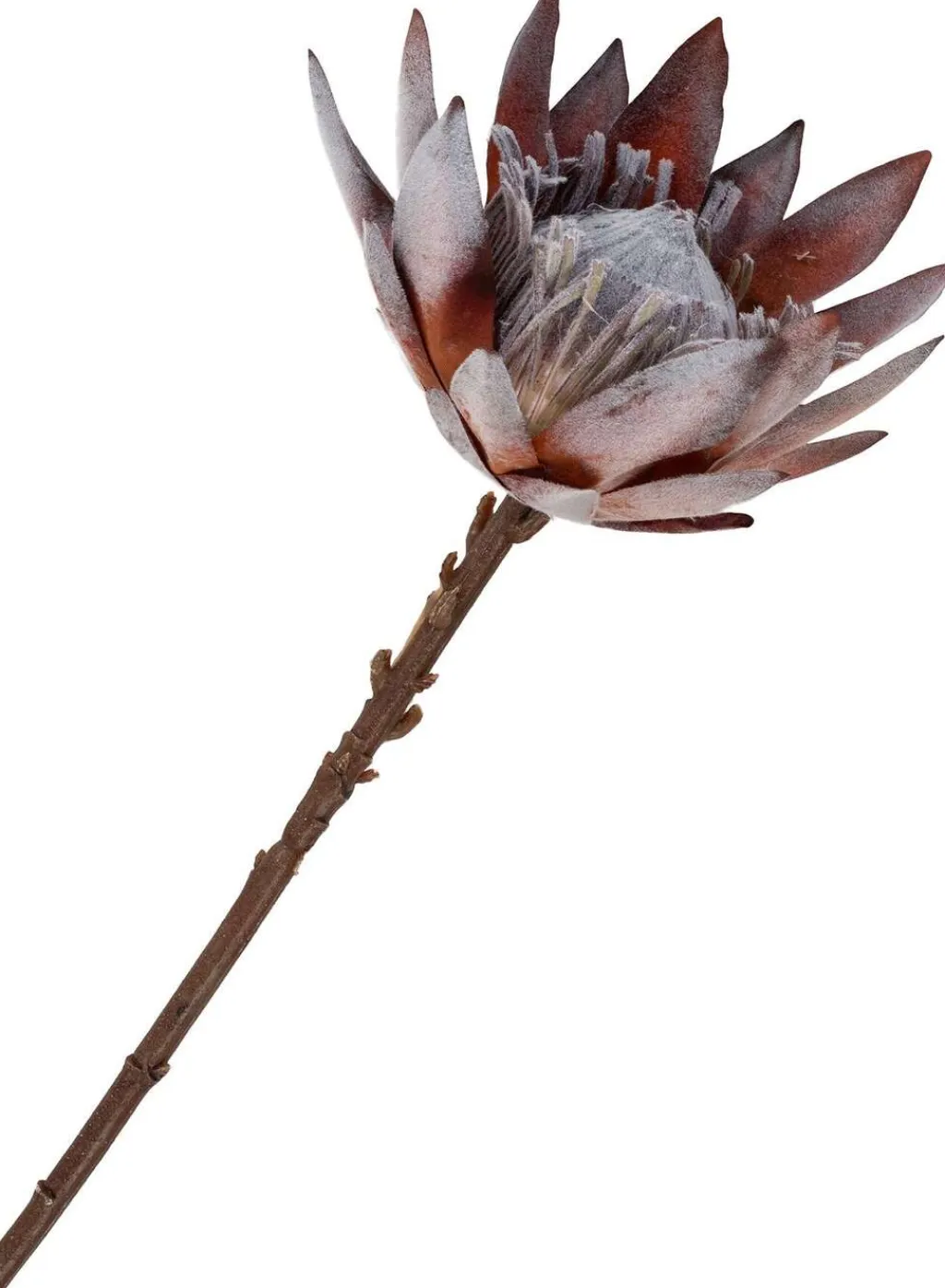 King Protea Kunstige Blomster, Rosa Mix Stue