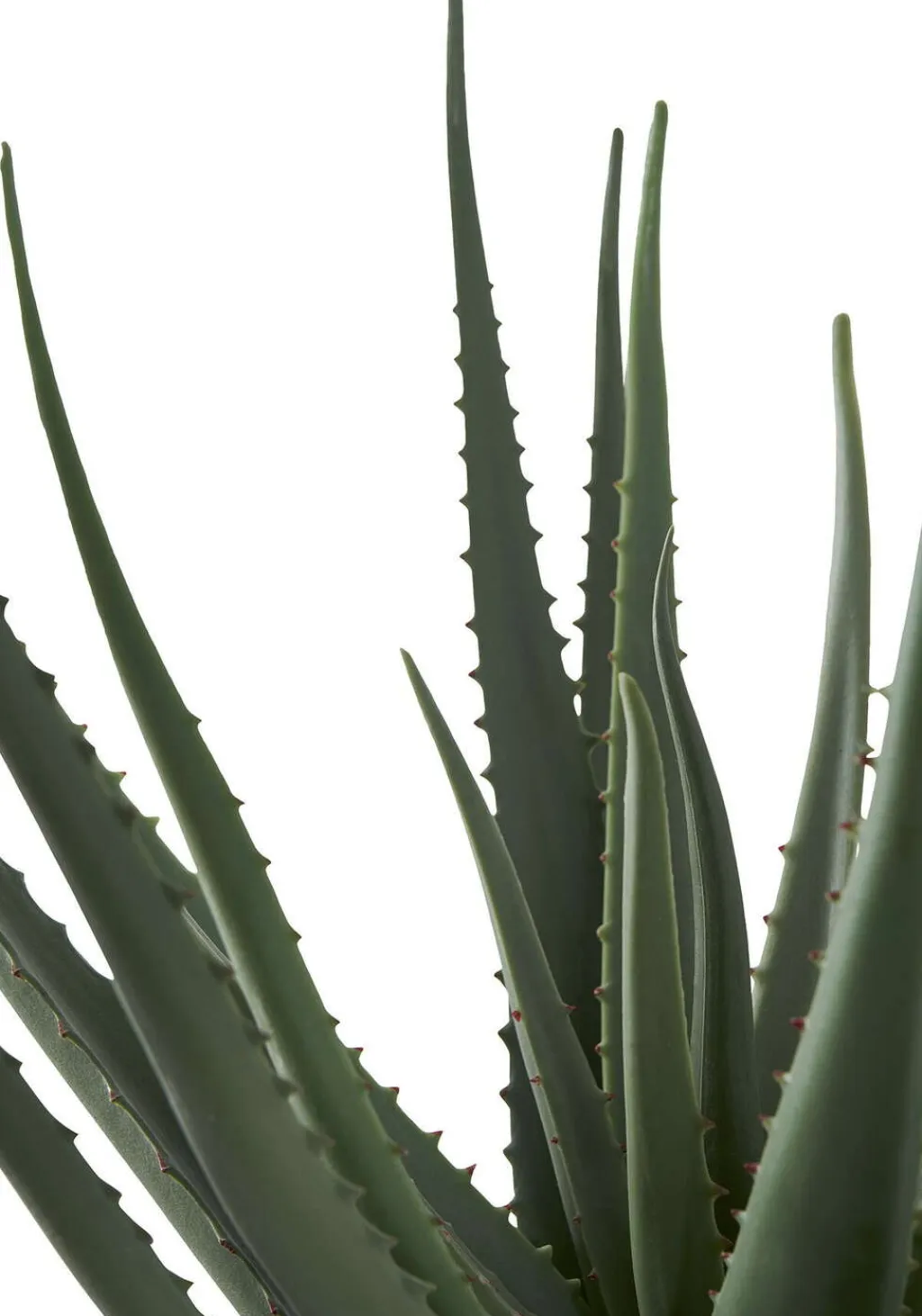 House Nordic Stue > Kunstig Aloe Vera Plante H51 cm, Grøn