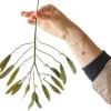 Studio About Stue > Papirblomst Mistletoe 30 cm, Grøn